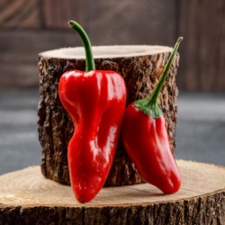 Rash Capsicum